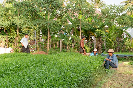 Vegetable Farm in Siem Reap